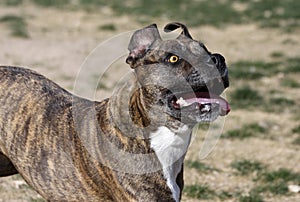 Brindle Pitbull looking up