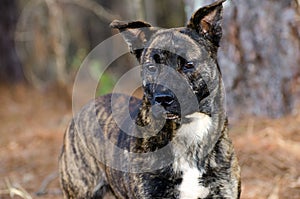 Brindle Pitbull Terrier Dutch Shepherd mixed breed dog