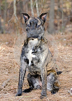 Brindle Pitbull Terrier Dutch Shepherd mixed breed dog