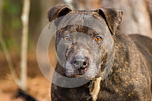 Brindle Pitbull Terrier with gray muzzle