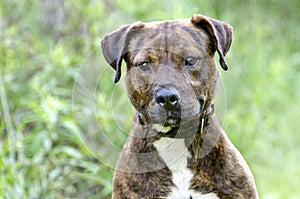 Brindle Pitbull Terrier mixed breed dog