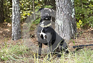 Brindle Pitbull Terrier mixed breed dog adoption photo