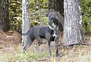 Brindle Pitbull Terrier mixed breed dog adoption photo