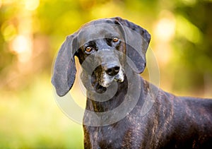 A brindle Plott Hound dog listening with a head tilt photo