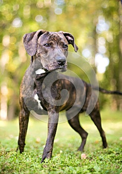 A brindle Plott Hound mixed breed dog