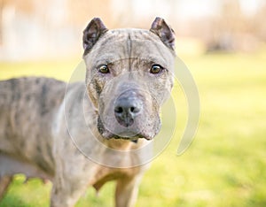 A brindle Presa Canario mixed breed dog with cropped ears photo