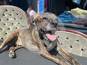 Brindle tiger stripe Staffordshire terrier dog lying on a chaise lounge