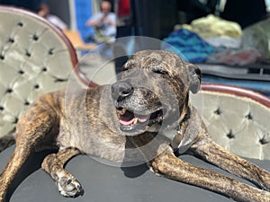 Brindle tiger stripe Staffordshire terrier dog lying on a chaise lounge