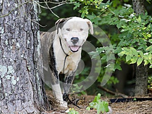 Brindle and white American Bulldog Anatolian mixed breed dog