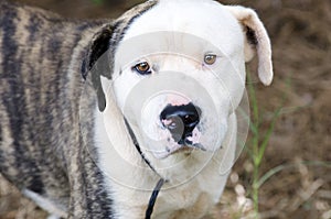 Brindle and white American Bulldog Anatolian mixed breed dog