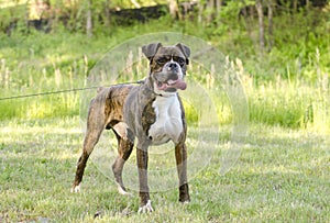 Brindle and white Boxer dog panting tongue, pet rescue adoption photo