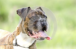 Brindle and white Boxer dog panting tongue, pet rescue adoption photo