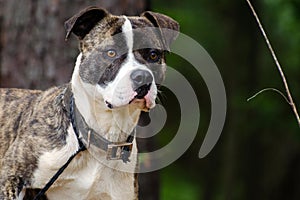 Brindle and white Boxer Mastiff mixed breed Dog