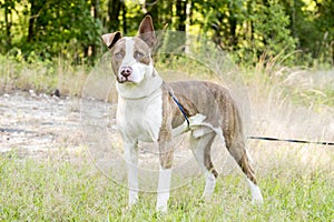 Brindle and white eight month old bulldog mix puppy with one floppy ear outside on leash for animal shelter adoption rescue