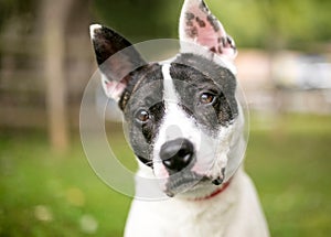 A brindle and white mixed breed dog listening with a head tilt