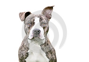 A brindle and white Pit Bull Terrier mixed breed dog with floppy ears looking at the camera