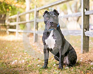 A Presa Canario dog with cropped ears sitting outdoors photo