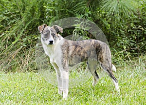 Brindle and white schipperke cattle dog mixed breed dog