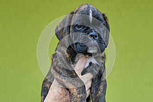 Brindle with white spots Boxer puppy on human hand on green background.