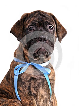 Brindled Bullmastiff puppy portrait