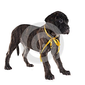 Brindled bullmastiff puppy standing