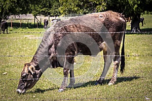 Brindled colored brown mother cow chomping on grass behind a barbed wire fence with herd and trees in background