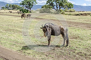 Brindled gnu