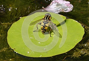 Brindled Hoverfly or Sunfly