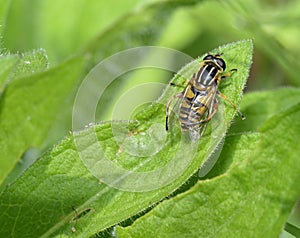 Brindled Hoverfly or Sunfly