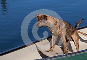 A brindled plott hound