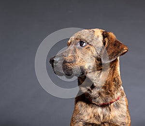 A brindled plott hound