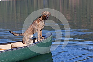 A brindled plott hound on a boat