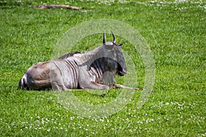 Brindled Wildebeest