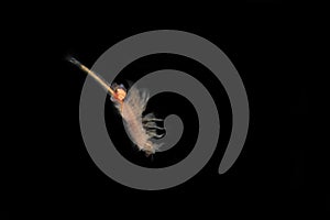 Brine shrimp or Artemia isolated on black background
