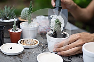 Bring the cactus into the pot, Close-up