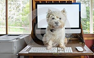 Bring dog to work day - west highland white terrier on desk with