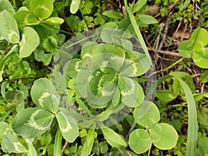 Bring lucky four-leaf clover