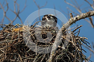 Bring More Food - Squawkings Osprey & baby In Nest