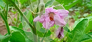 Bringal flowers and green leaves