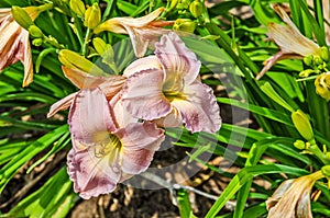 Bringing Blessings Lilies