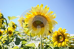 It brings joy to see sunflower field by the road; photos with yellow energy on the sunflower field