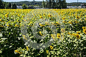 It brings joy to see sunflower field by the road; photos with yellow energy on the sunflower field