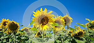 It brings joy to see sunflower field by the road; photos with yellow energy on the sunflower field