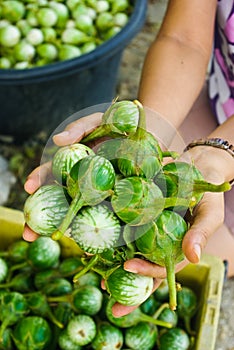 Brinjal