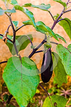 Brinjal or aubergine or Eggplant (Solanum melongena)- vertical