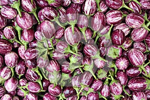 Brinjal Background