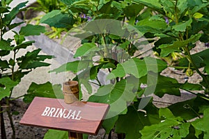 Brinjal board in the garden