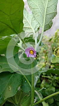 Brinjal, eggplant, aubergine flower which is purple in colour
