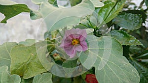 Brinjal, eggplant, aubergine flower which is purple in colour