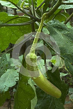 Brinjal or eggplant- tender fruit on plant photo